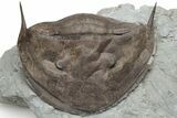 Wide, Enrolled Isotelus Brachycephalus Trilobite - Ohio #228132-1
